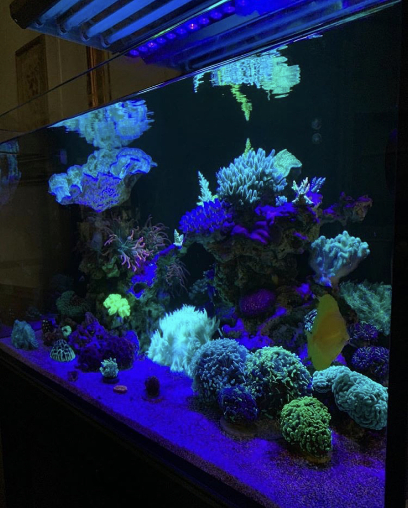 δεξαμενή κοραλλιών μεγαλώνει καλύτερα φώτα