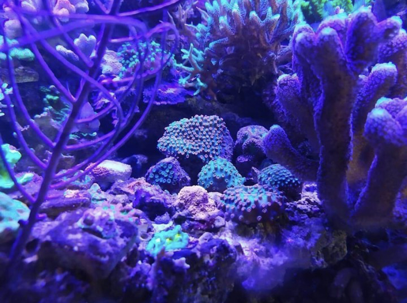 vacker korallpop i akvariet
