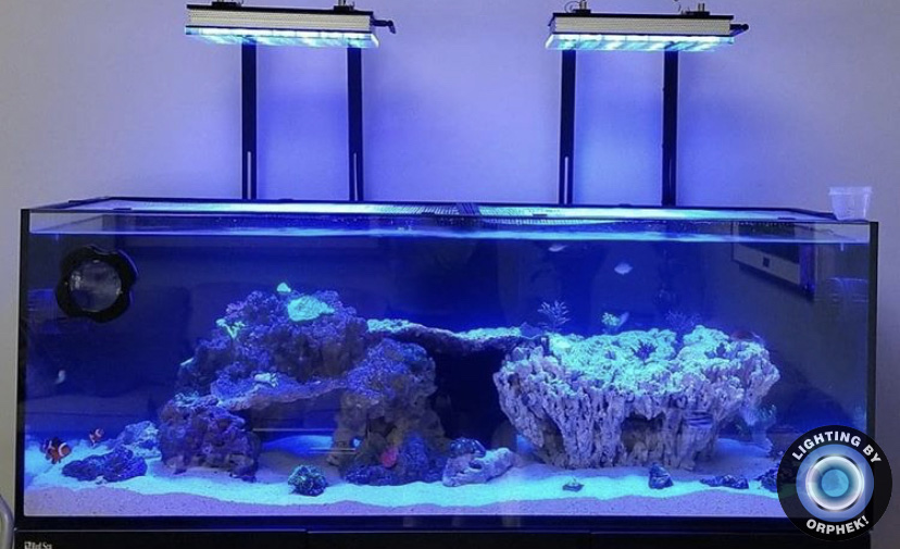 лучшее освещение роста кораллов