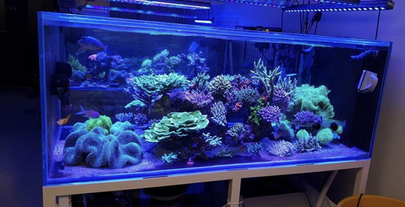 luzes led de crescimento de coral de aquário superior