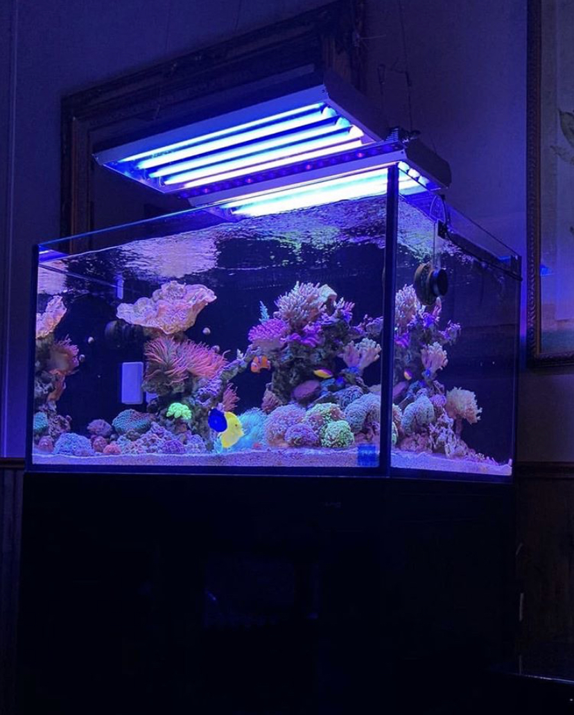 светодиодное освещение для выращивания рифов orphek
