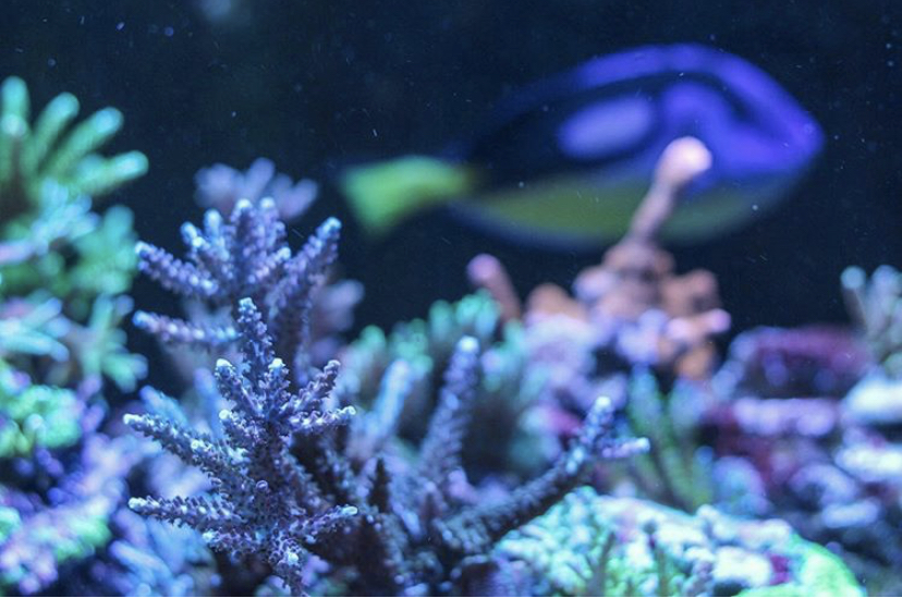 vacker blå sps korall