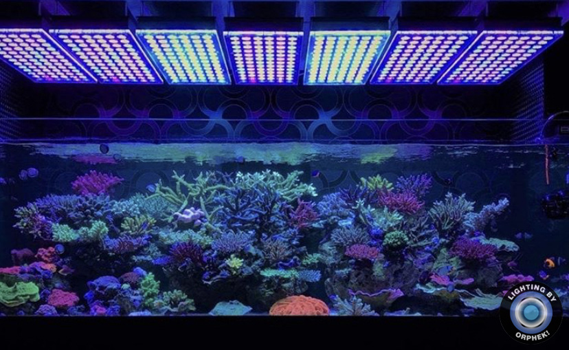 2021 melhor luz led para aquário de recife