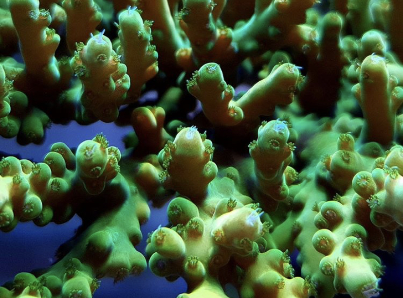 orphek atlatnik recife coral melhor luz