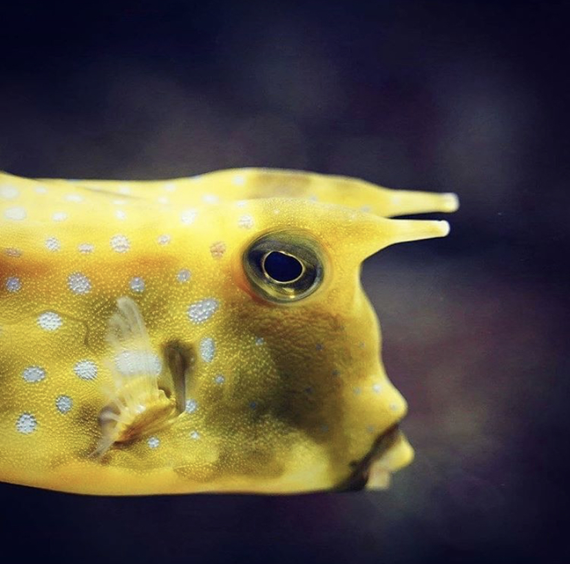 vacker gul fisk