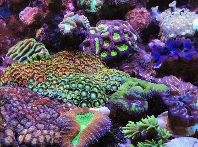 kleurrijke verbazingwekkende koraalpop orphek atlantik
