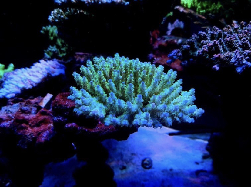 geweldige koraalpop onder atlantik