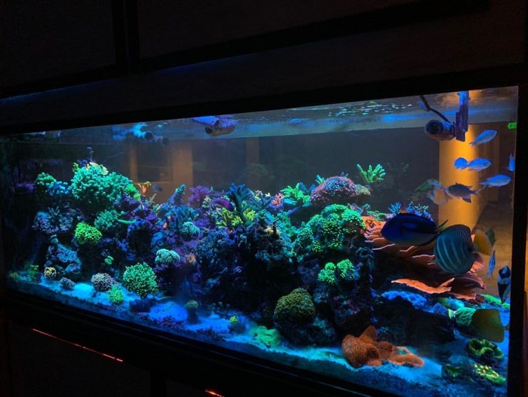 Orphek OR3 Blue Plus LED Bar in 240 Gallon SPS dominant Aquarium