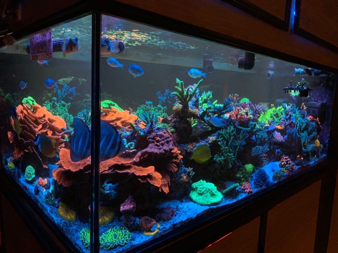 Barra de LED Orphek OR3 Blue Plus em aquário dominante SPS de 240 galões