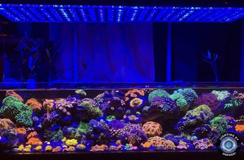 incríveis corais coloridos luz atlatnik v4