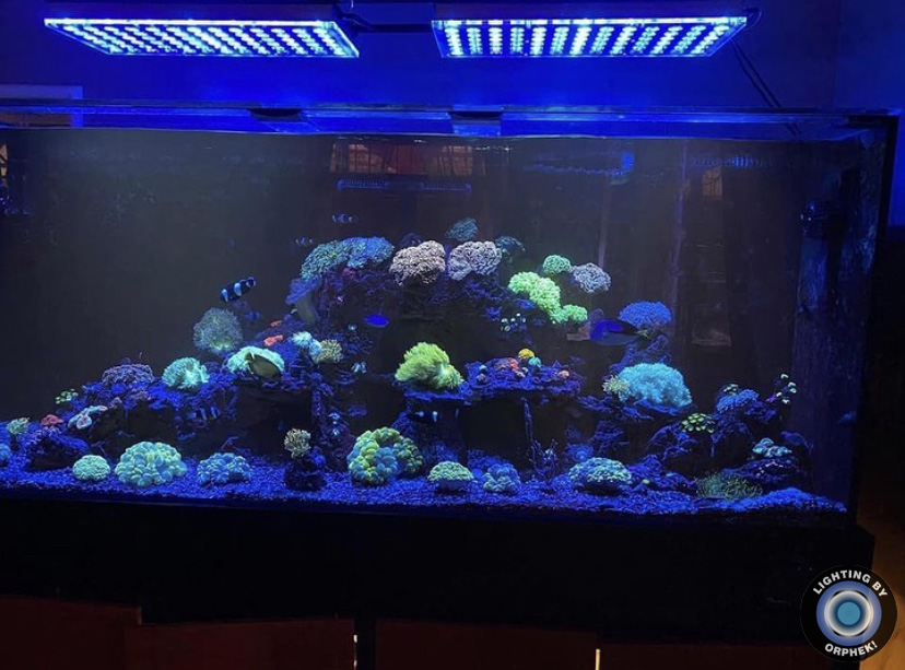orphek atlantik best reef LED 2021