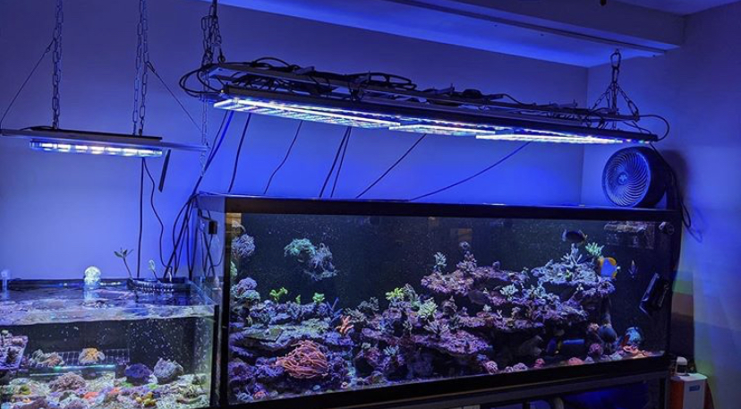 orphek melhor recife aquário levou iluminação