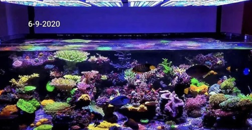 enorme aquário de recife