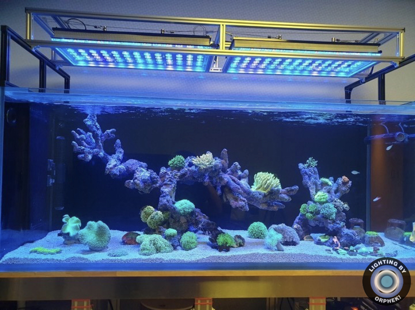 färgstarkt akvarium upplyst med orphek atlantik