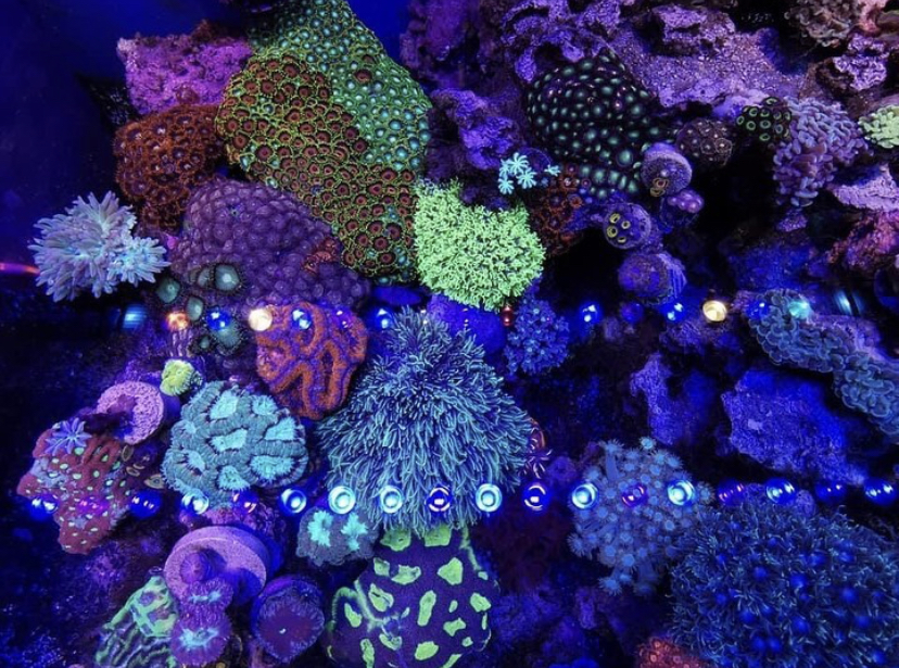 färgglad korallgård