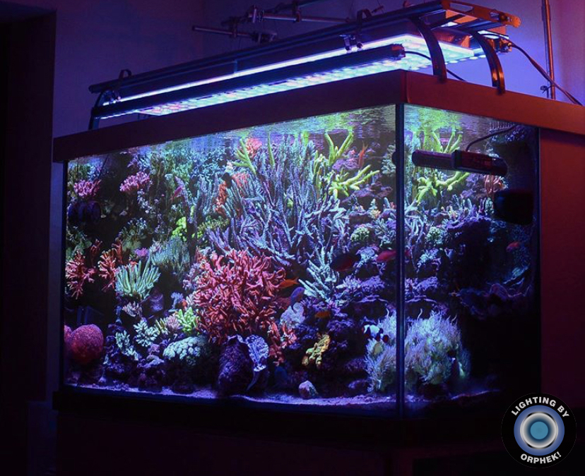 orphek melhor luz LED coral pop