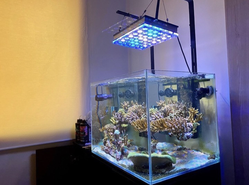 SPS коралловое поп освещение