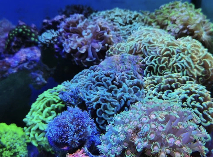 vackra koraller växer ljus