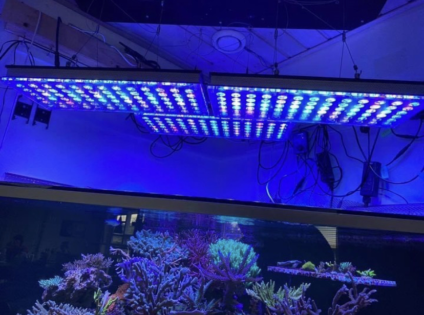 orphek atlatnik melhor aquário crescer luz