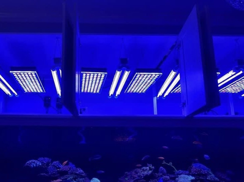 bästa akvarieljus 2021 orphek