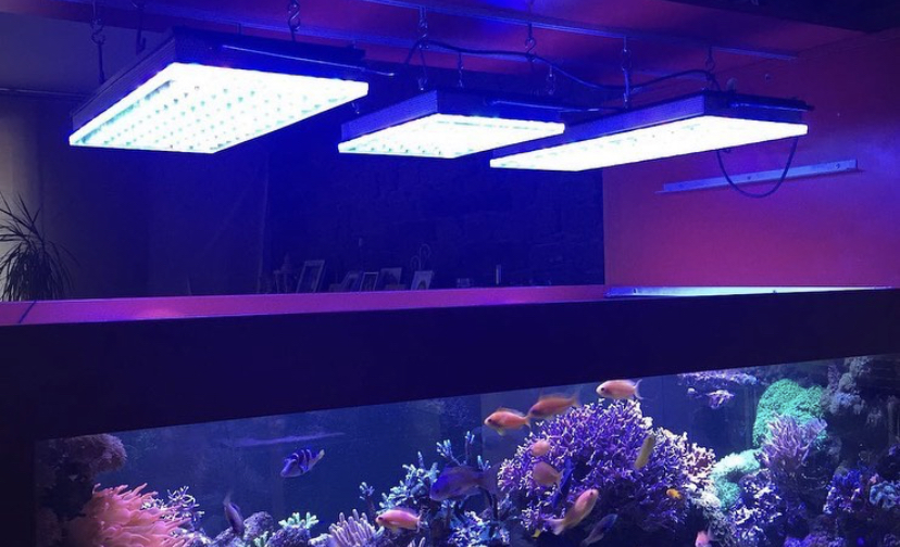 melhor luz de aquário de recife de água salgada orphek
