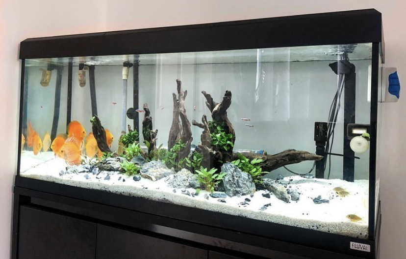 освещение аквариума с растениями