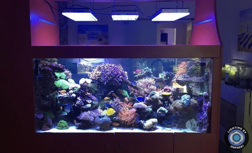 лучшие светодиодные фонари для выращивания рифов 2021 orphek