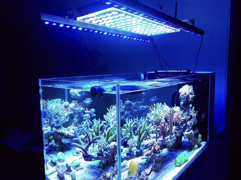 koraal pop rif tank led licht atlantik v4