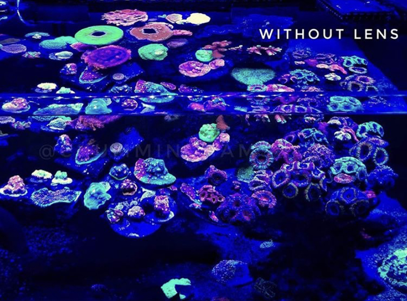 fantastisk akvarium korall pop