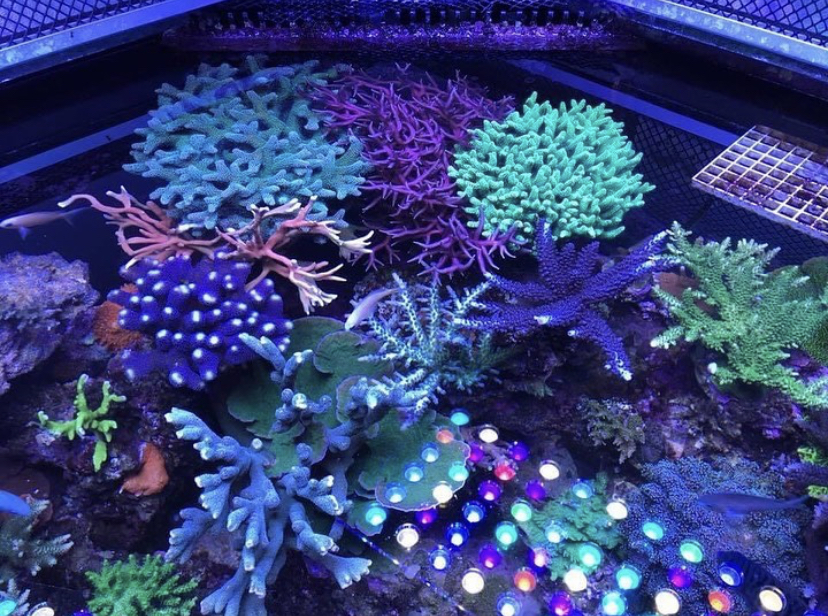 коралловый риф высшего качества светодиодный свет