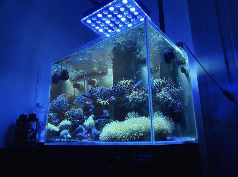 melhor luz de aquário marinho