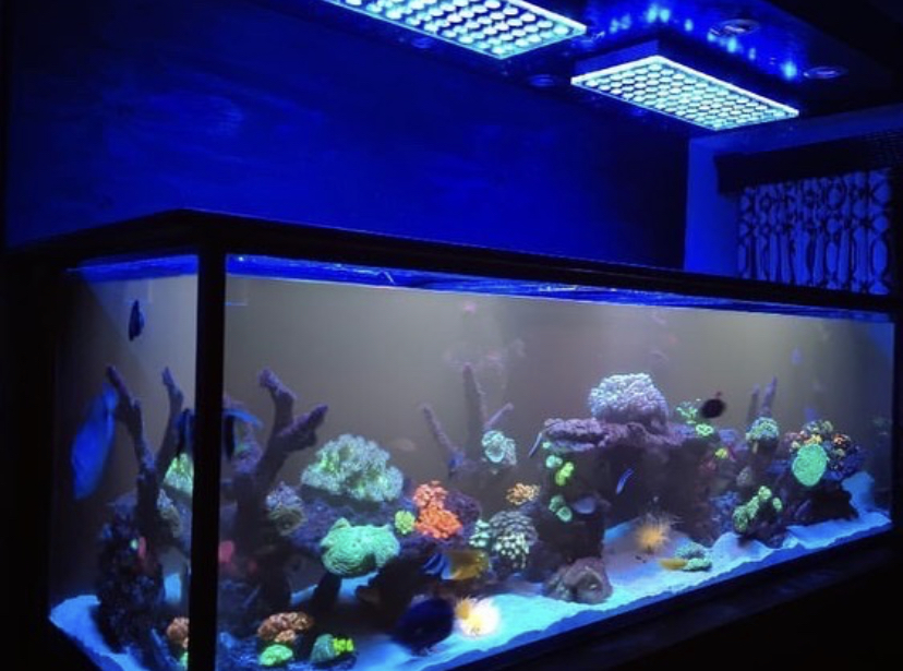 светодиодные фонари fast coral pop orphek