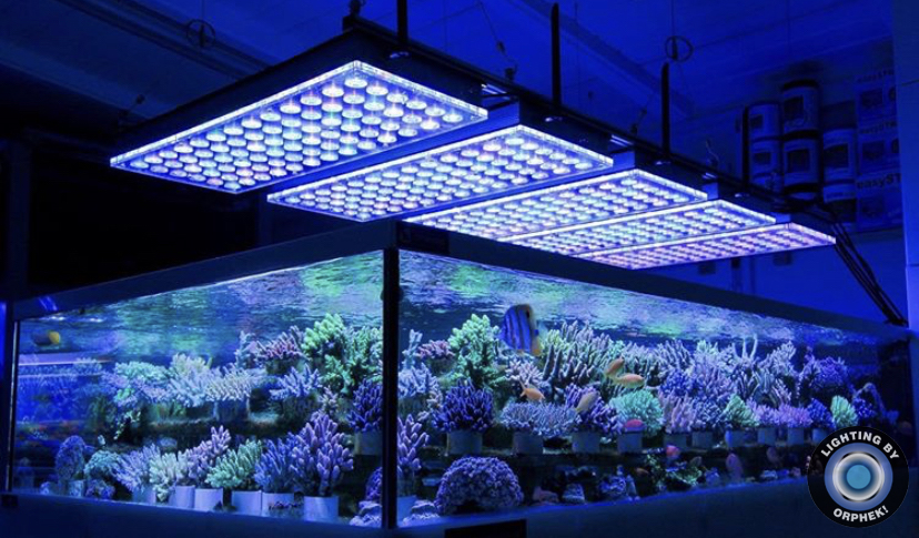 forte iluminação de aquário de recife