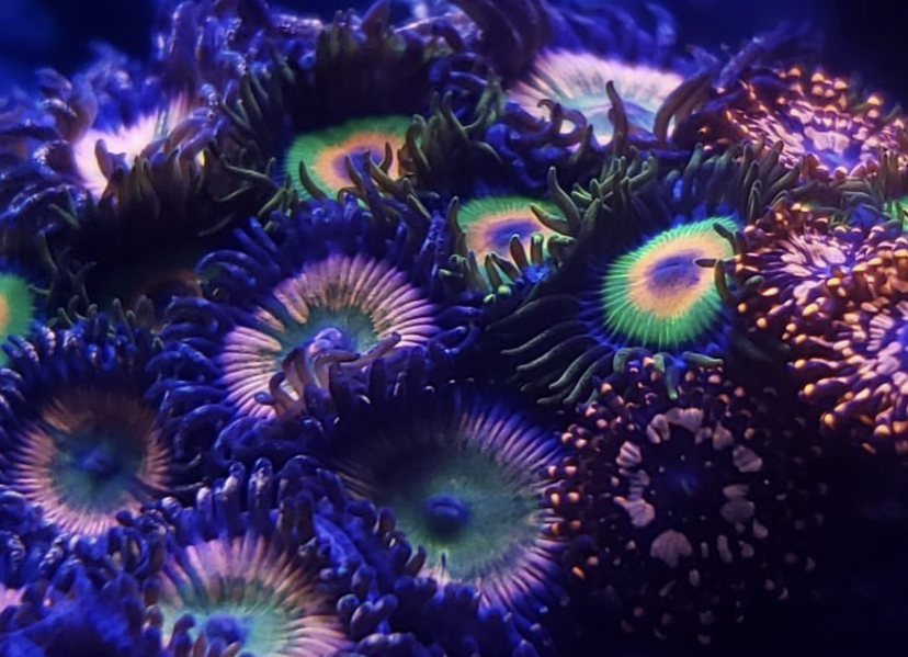makro färgglada lps korall