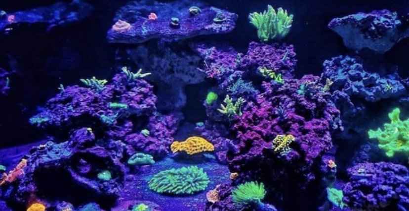 iluminação de corais marinhos