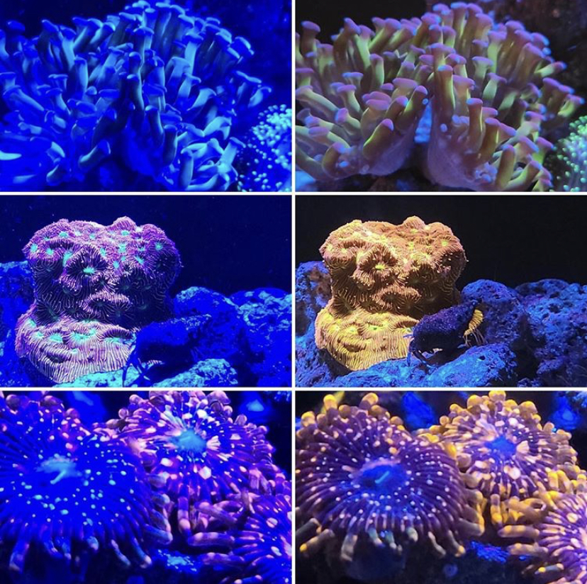 melhor lente de corais de recife 2021