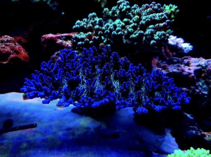 невероятно красивый lps коралл