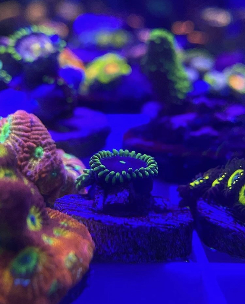 удивительный коралл lps
