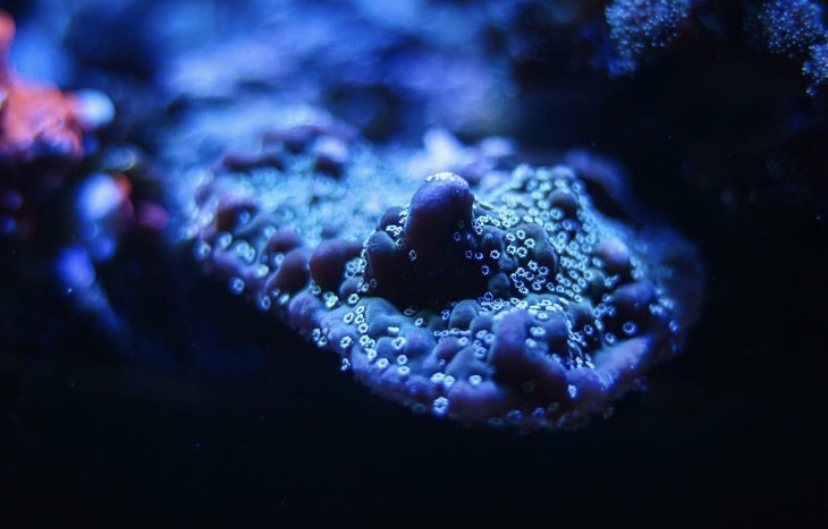 синий коралловый риф
