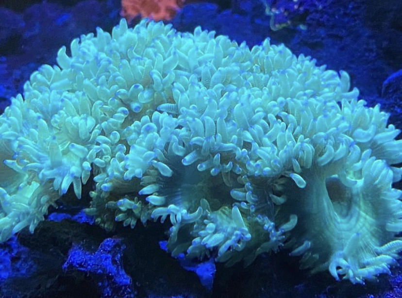 otrolig blå LPS-korall