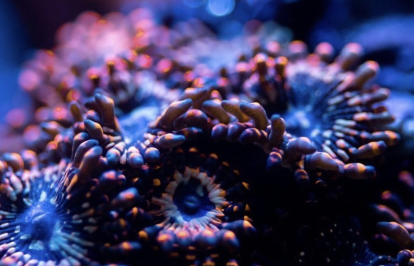 удивительный рост кораллов orphek atlantik led