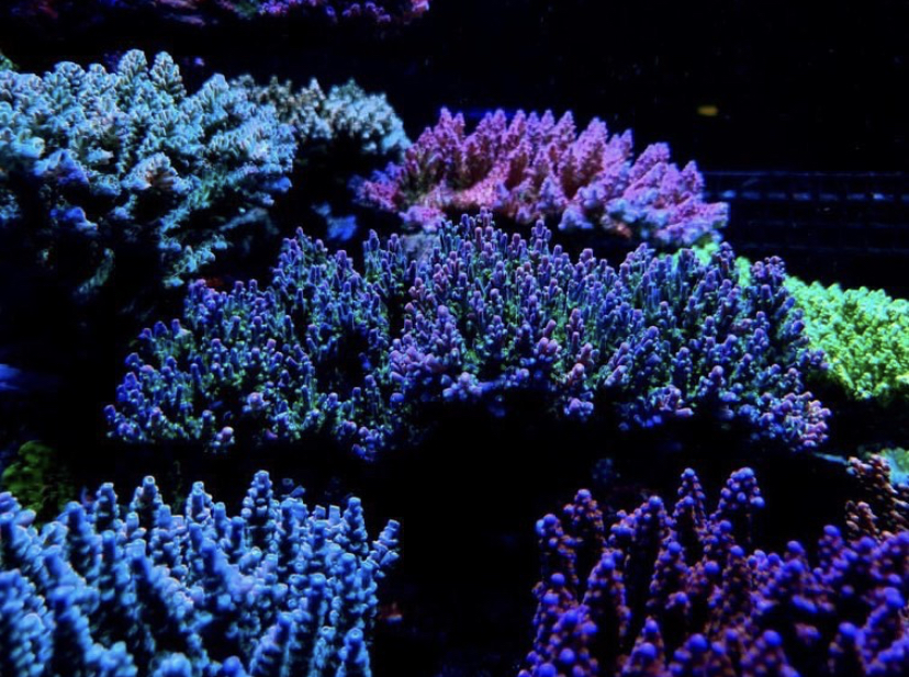 2021 snabbaste korallpop led-ljus
