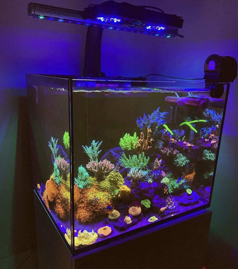 incrível iluminação com cores de coral