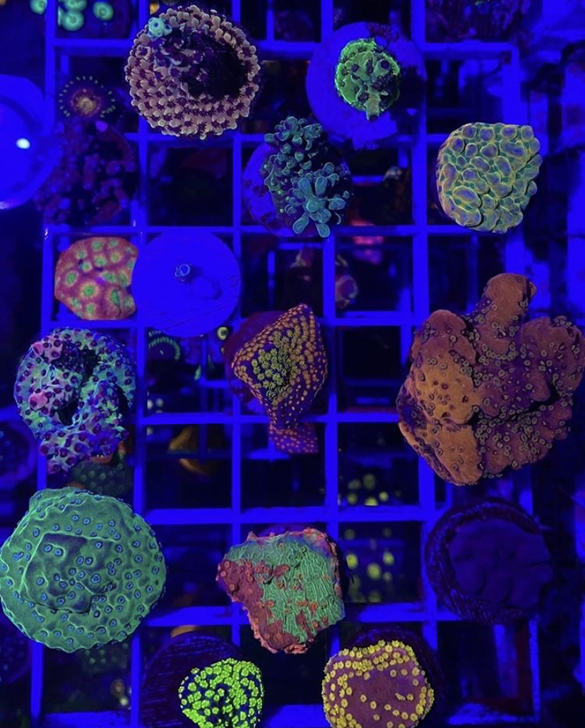 лучший рост кораллов светодиодный светильник orphek