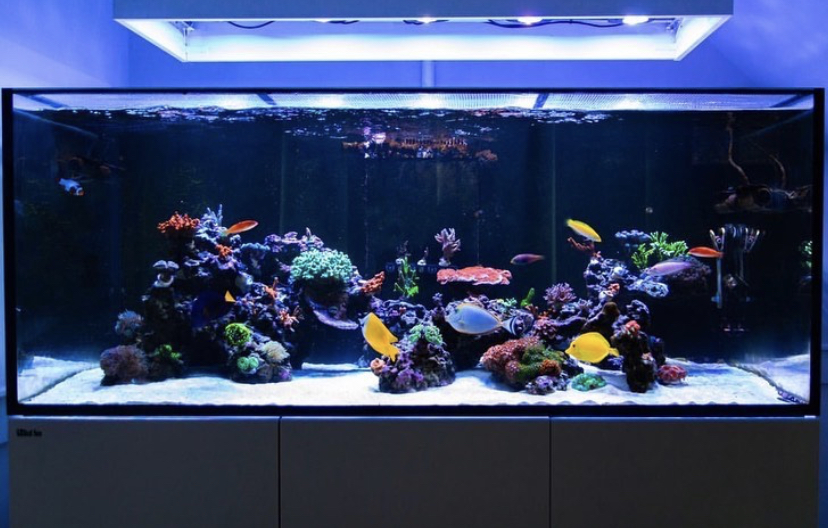 top kleurrijke aquarium leds