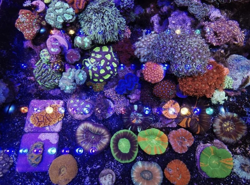 светодиодный бар orphek OR3 coral reef