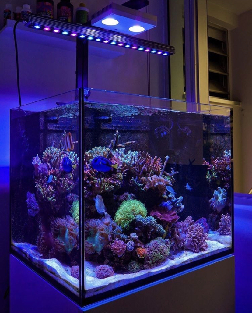 top coral growing led bar orphek