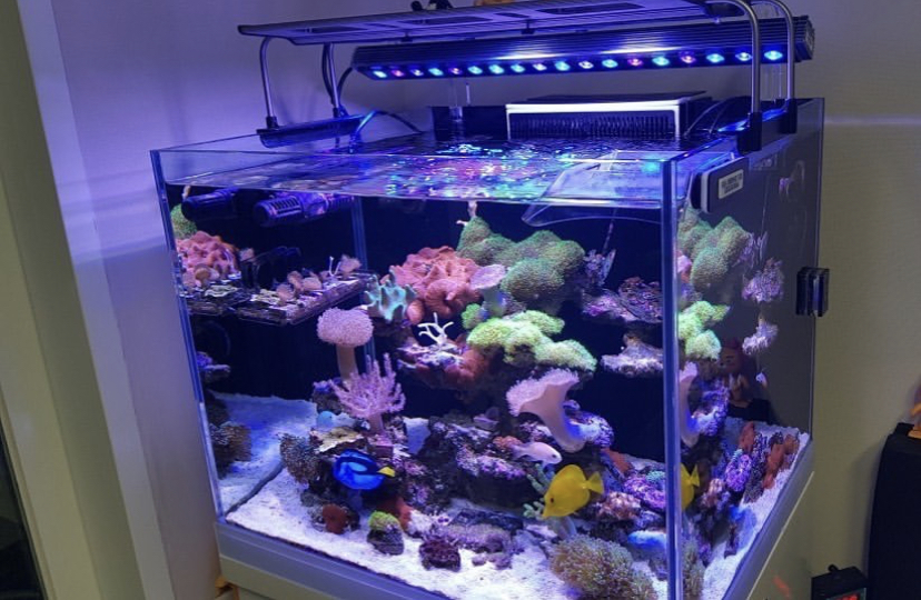 aquário de recife de corais coloridos