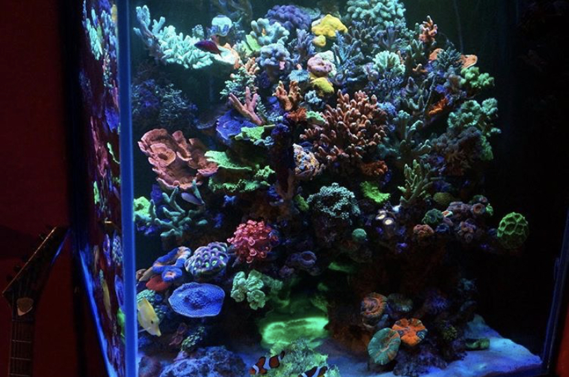 коралловый риф lps / sps лучшее освещение