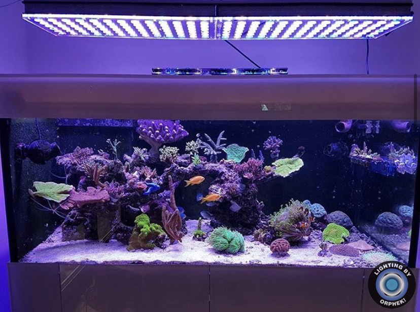 luzes de crescimento rápido de corais